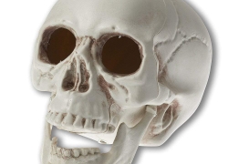 Abrante Skeleton Simulation Plastic Skull